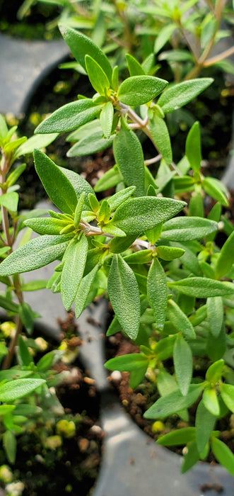 Lemon Mist Thyme