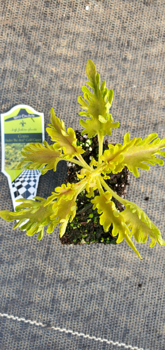 Under The Sea Gold Guppy Coleus
