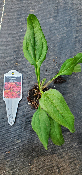 Echinacea Sunseekers Pink Grapefruit