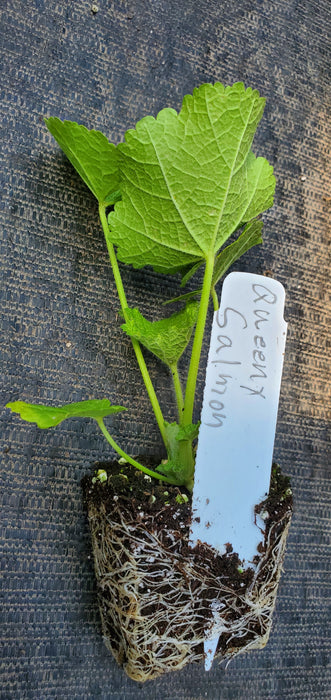 Hollyhock Queeny Salmon