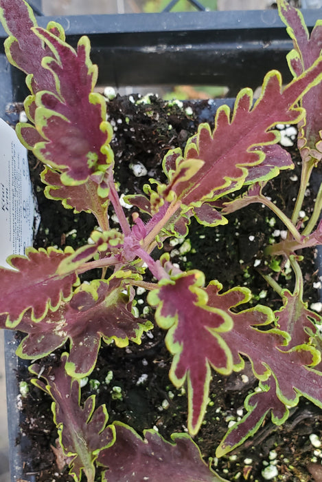 Kiwi Fern Coleus