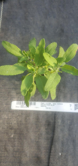 Salvia Pozo Blue