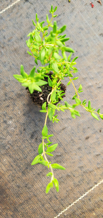 French Dotwell Thyme