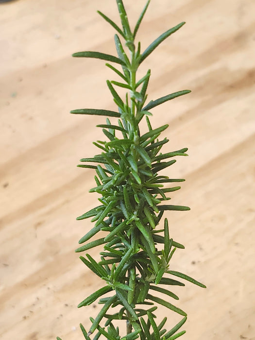Rosmarinus Blue Boy Rosemary
