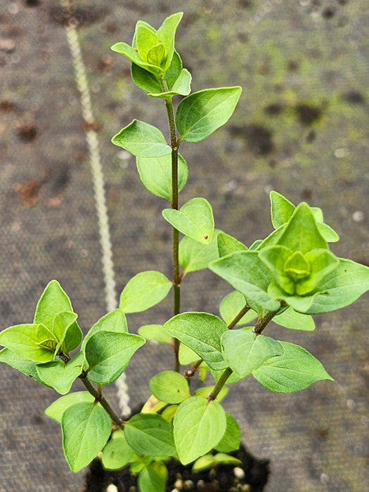 Oregano Bristol Cross
