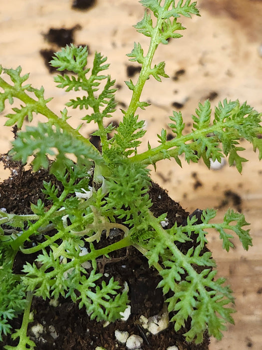 Anthemis Austriaca Austrian Chamomile
