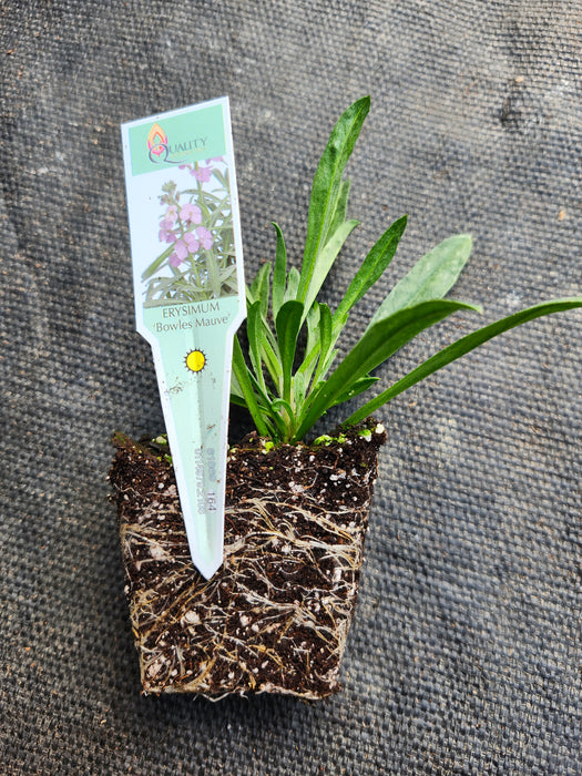 Erysimum 'Bowles Mauve'