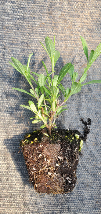 Salvia Winnifred Gilman Cleveland Sage
