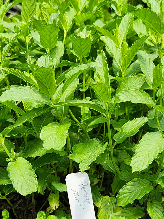 Persian Mint