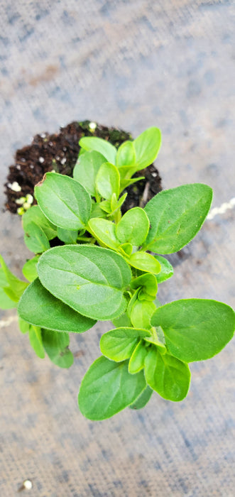 Mounding Marjoram