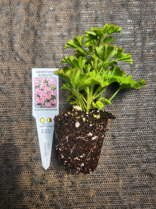 Gemstone Kunzite Scented Geranium