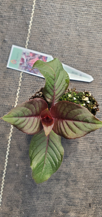 Gartenmeister Fuchsia