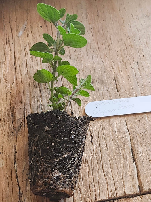 Syrian Oregano Origanum Maru