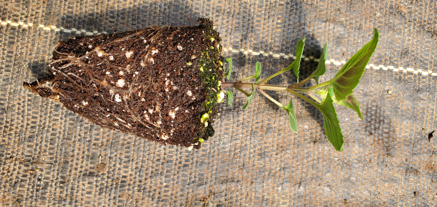 Rose scented Bergamot Monarda