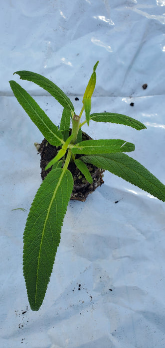 Danielle's Dream Salvia Leucantha