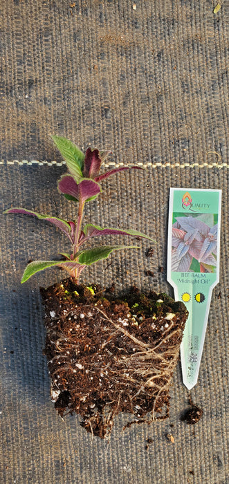 Midnight Oil Beebalm Monarda Bradburiana