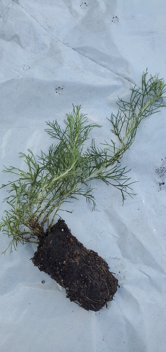 Artemisia Canyon Gray