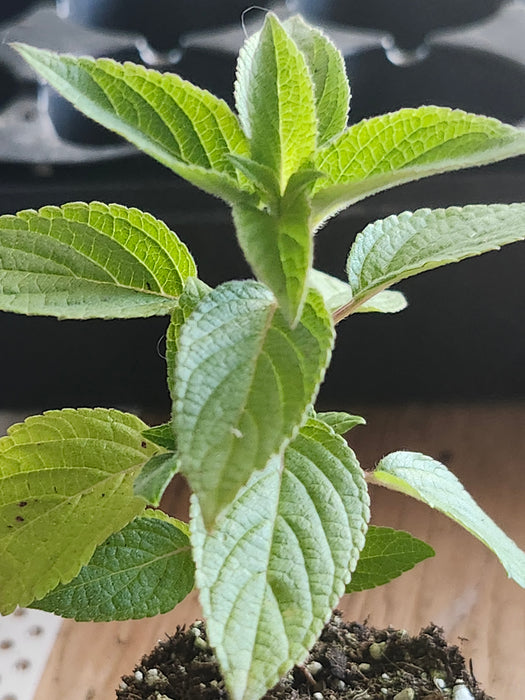 Frieda Dixon Salvia Elegans Pink Blooming Pineapple Sage