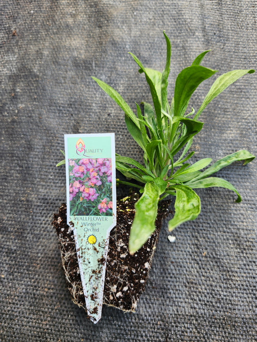 Erysimum Winter Orchid