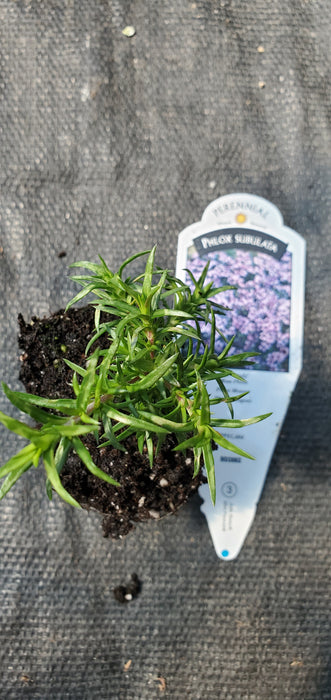 Eye Candy Phlox Subulata Moss Phlox