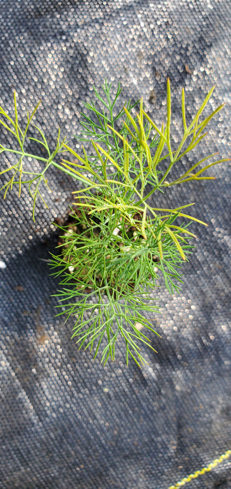 Dill Hedger