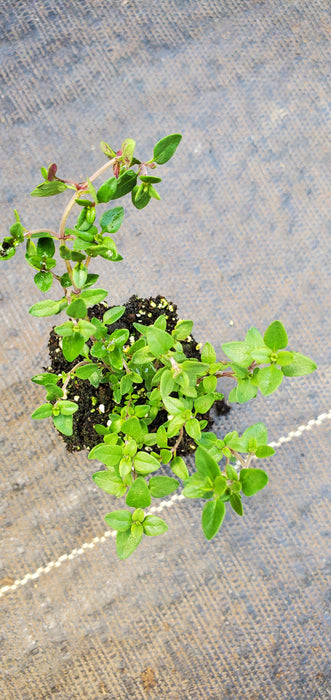 Broadleaf English Thyme