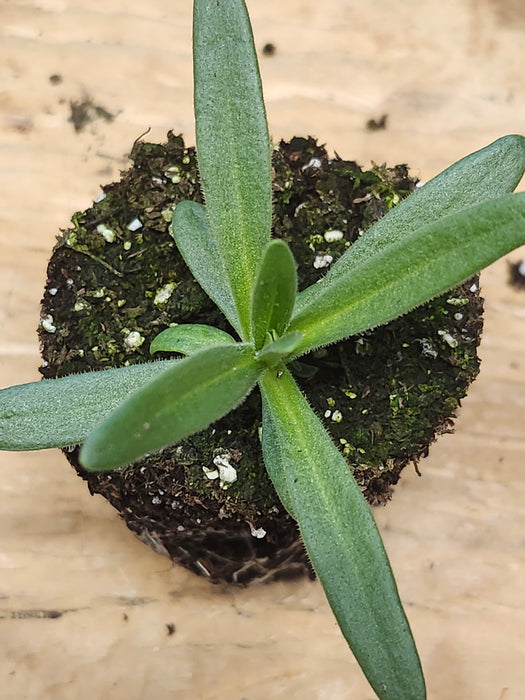 Gypsophila Paniculata Snowflake