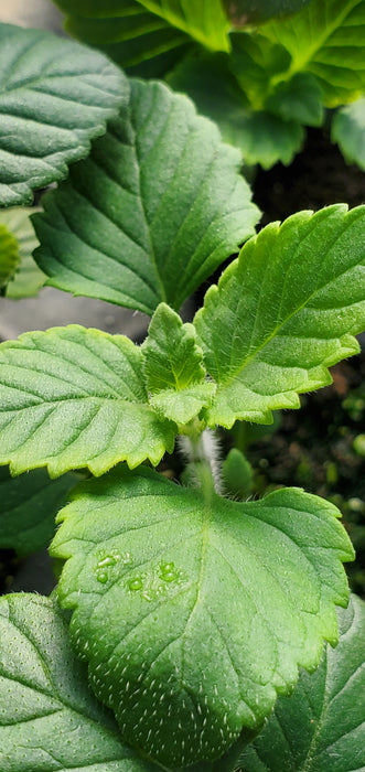 Elfin Purple Calamintha Grandiflora