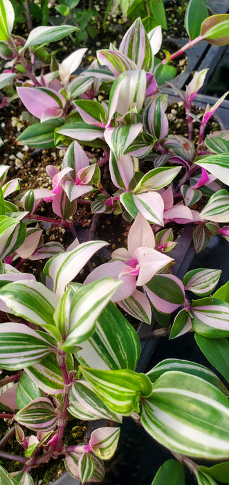 Pink Variegated Bolivian Tradescantia