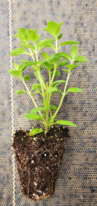 Showy Pink Oregano Sipyleum Turkish Oregano