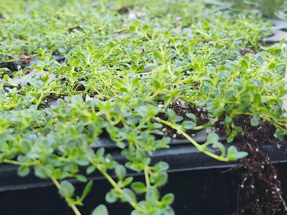 Snowdrift Thyme