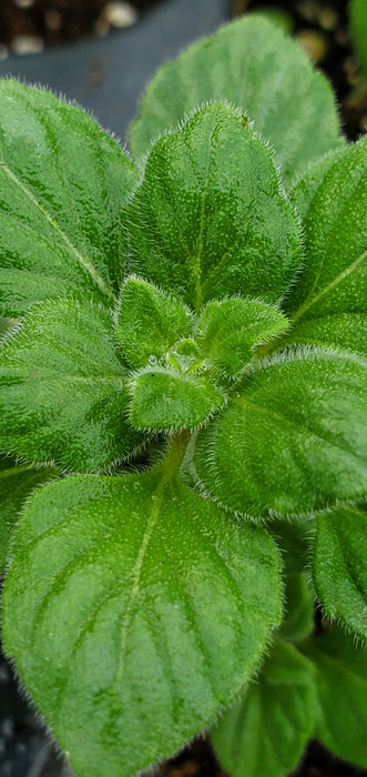 Calamintha Marvelette Blue