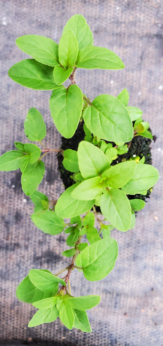 Turkestan Oregano