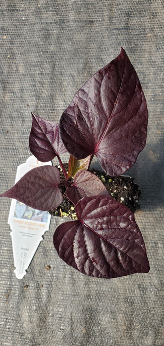 FloraMia Cameo Sweet Potato Vine