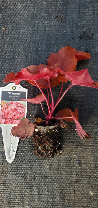 Heuchera Magma