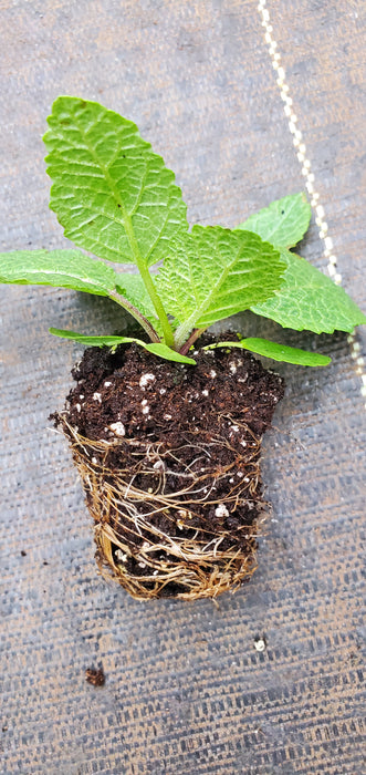 Salvia Heirosolymitana