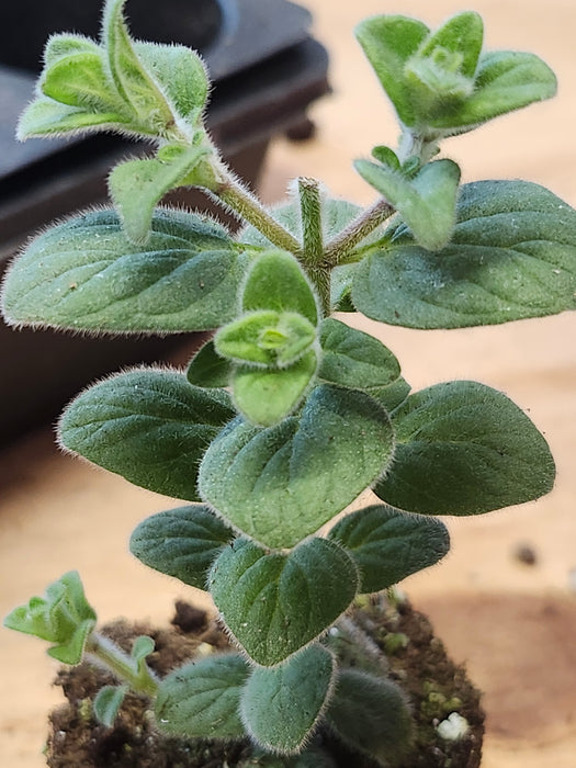 Oregano Calcaratum Dittany of Amorgas