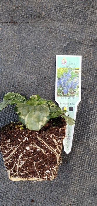 Princess Elsa ajuga reptans. Bugleweed