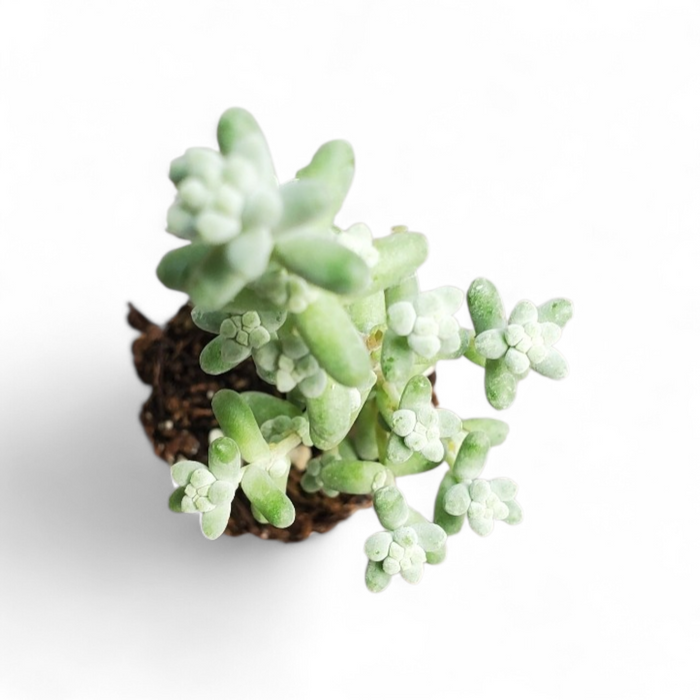 Sedum Silver Drops