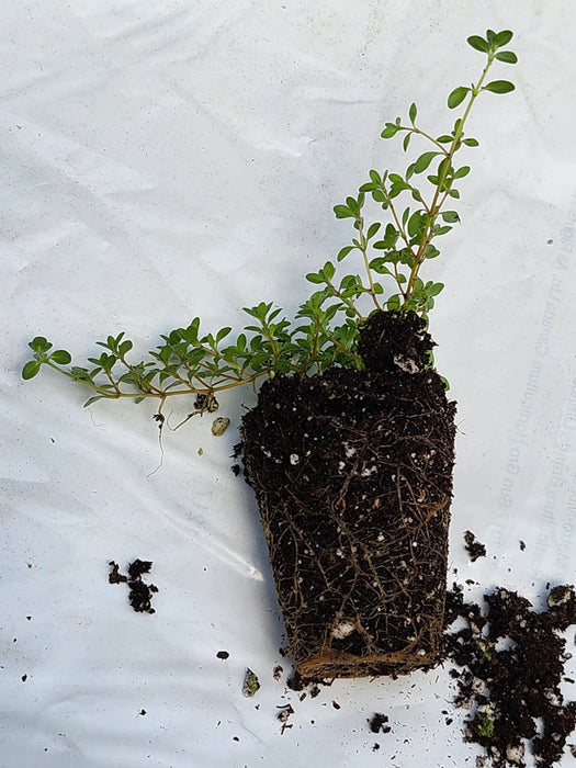 Thyme 'Mint'