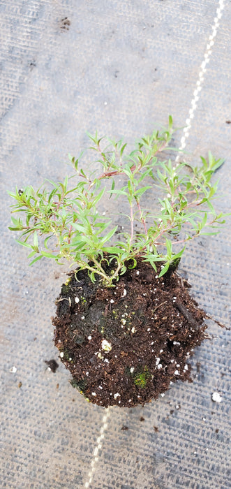 Thyme Dzevanovskyi Blueberry