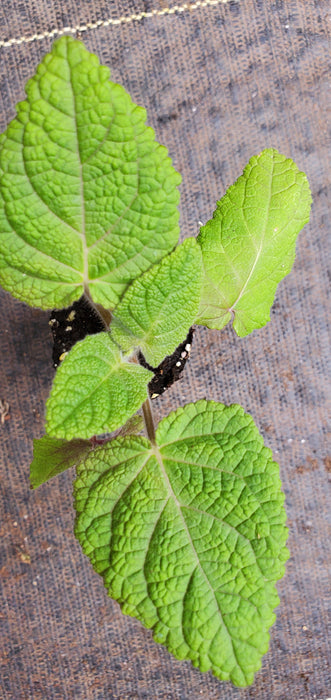 Salvia Macrophylla Purple Leaf Big Leaf Sage