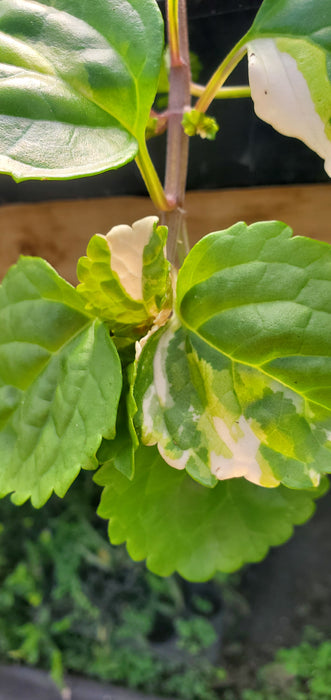 Old Fashioned Variegated Swedish Ivy