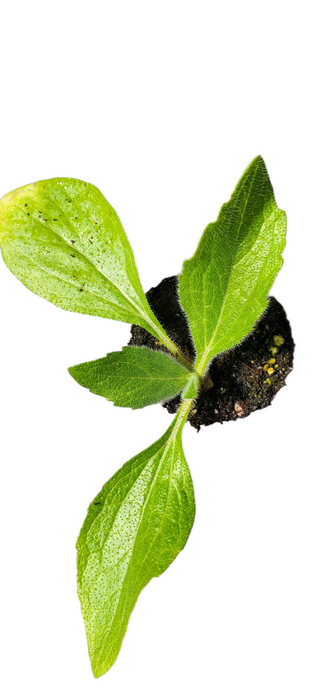 Rudbeckia Chocolate Orange