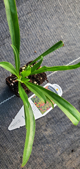 Summit Sweets Ruby Penstemon