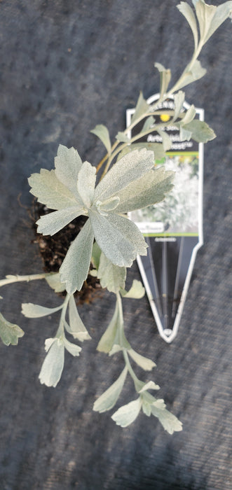 Artemisia GardenGhost