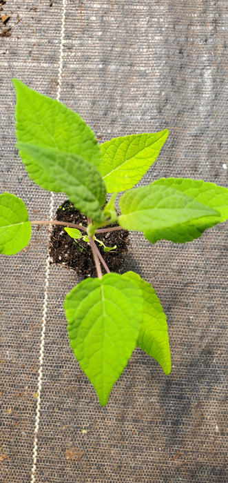 Salvia holwayi Holways Sage