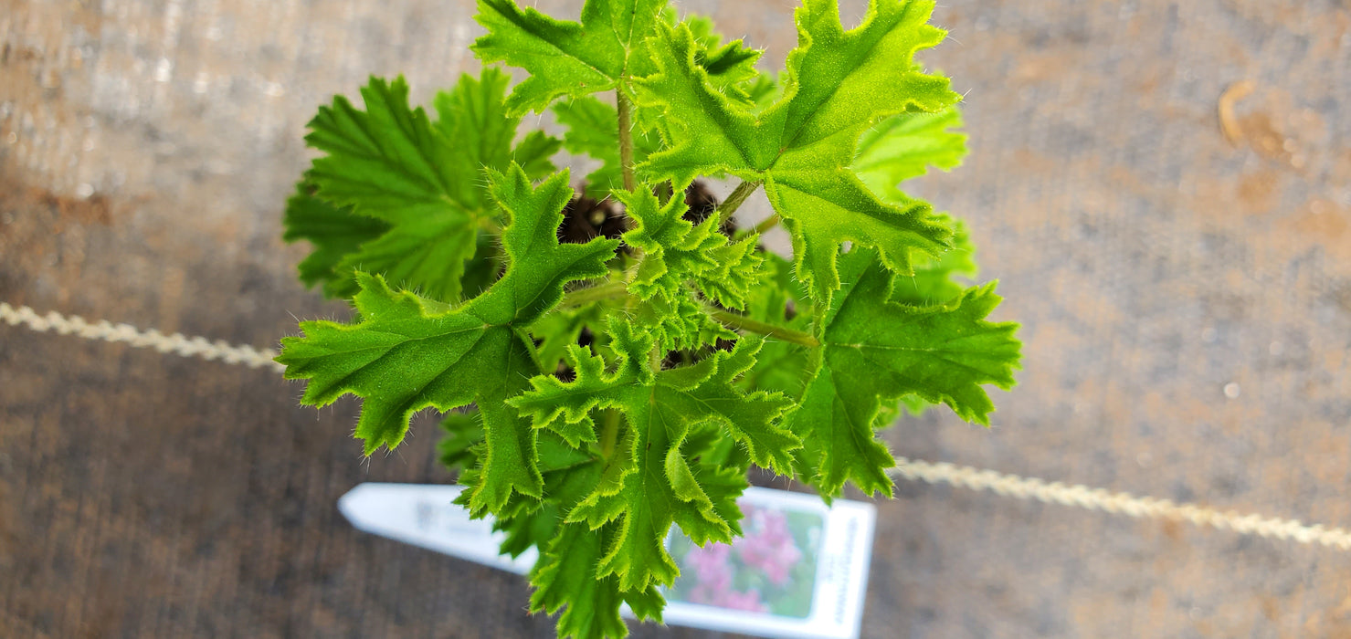 MosquitoAway Eva Scented Geranium