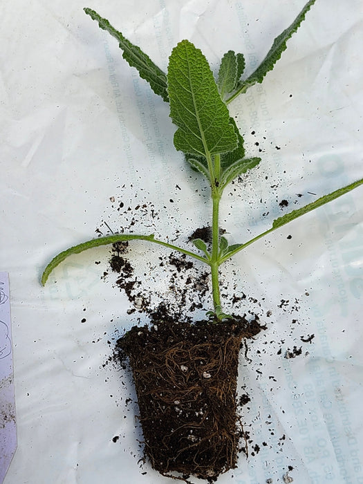Salvia Dominica