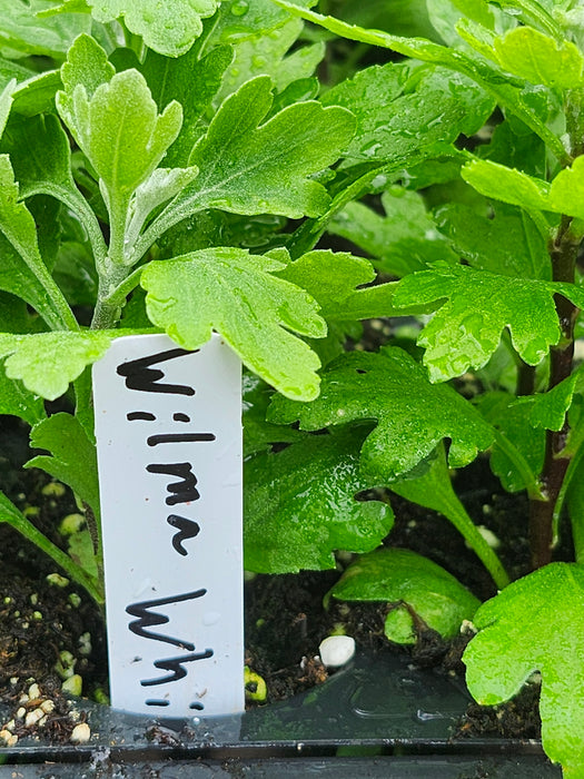 Wilma White Chrysanthemum